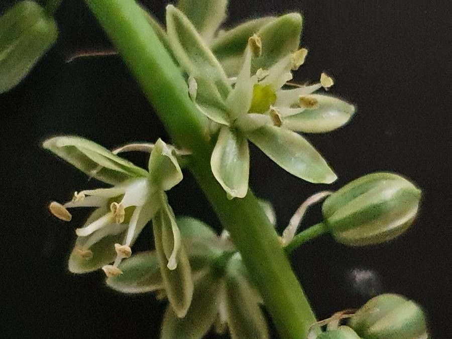 Albuca virens flower