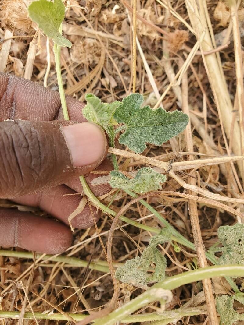 Cucumis pustulatus — search result for 'Cucumis'