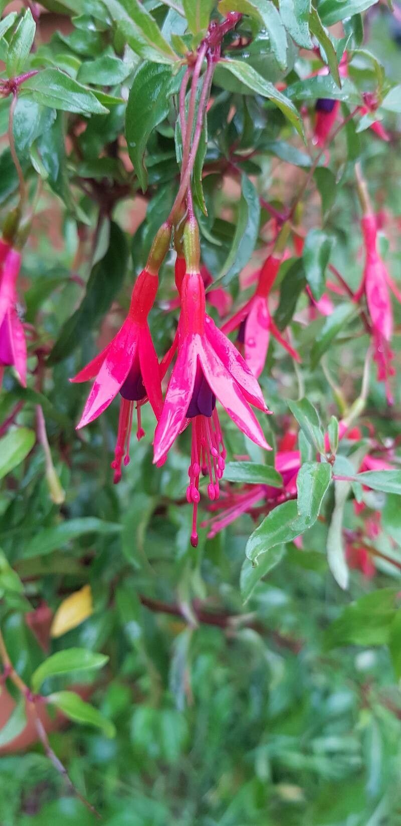 Fuchsia regia flower