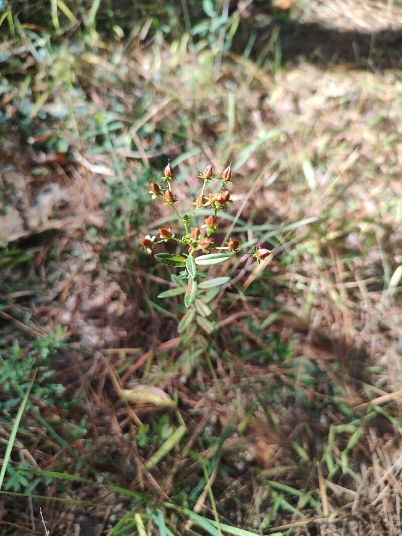 Hypericum cistifolium — search result for 'Hypericum'