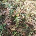 Hypericum cistifolium