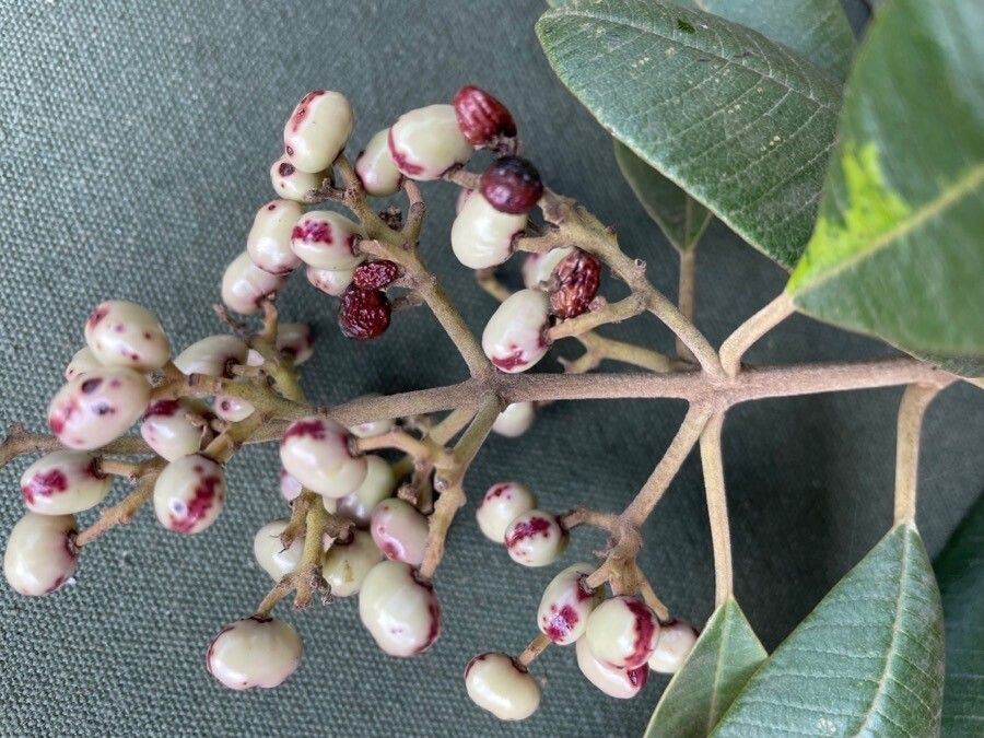 Ozoroa insignis fruit