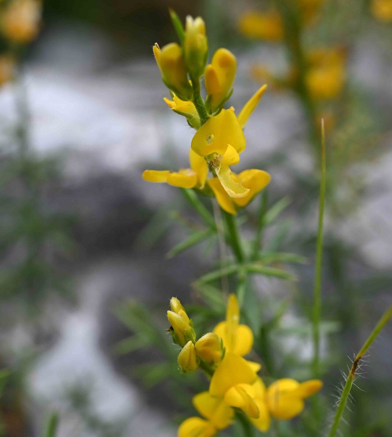Genista michelii flower
