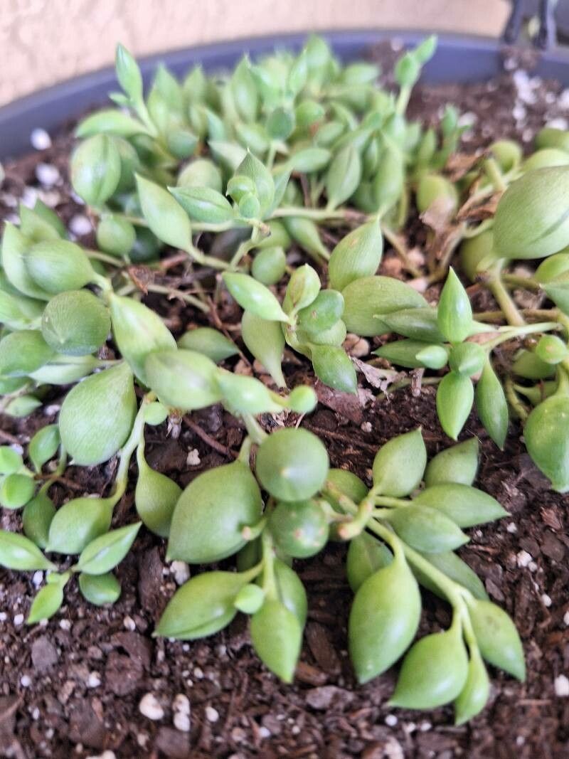 Curio citriformis fruit