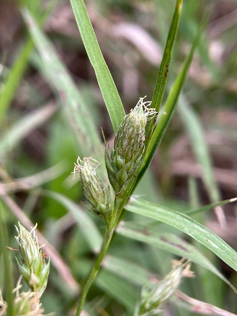 Carex phalaroides flower