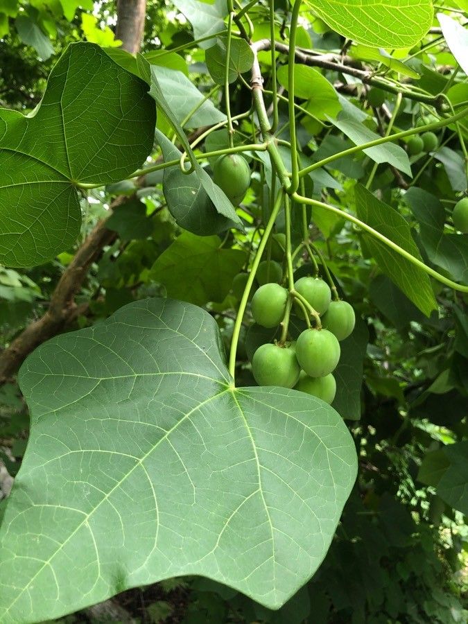 Jatropha curcas fruit