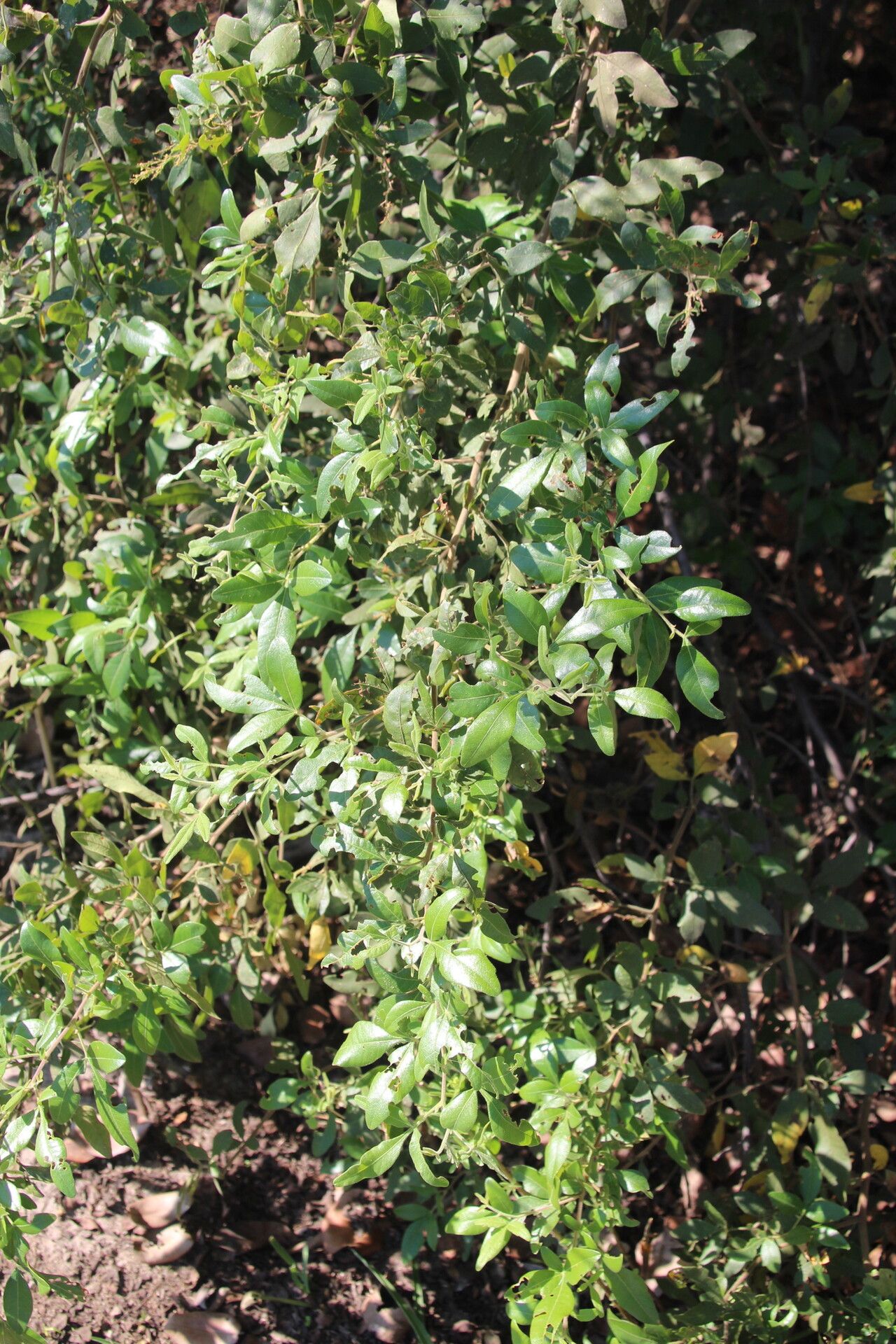Searsia quartiniana habit