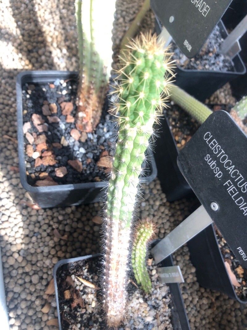 Cleistocactus fieldianus — search result for 'Cleistocactus'