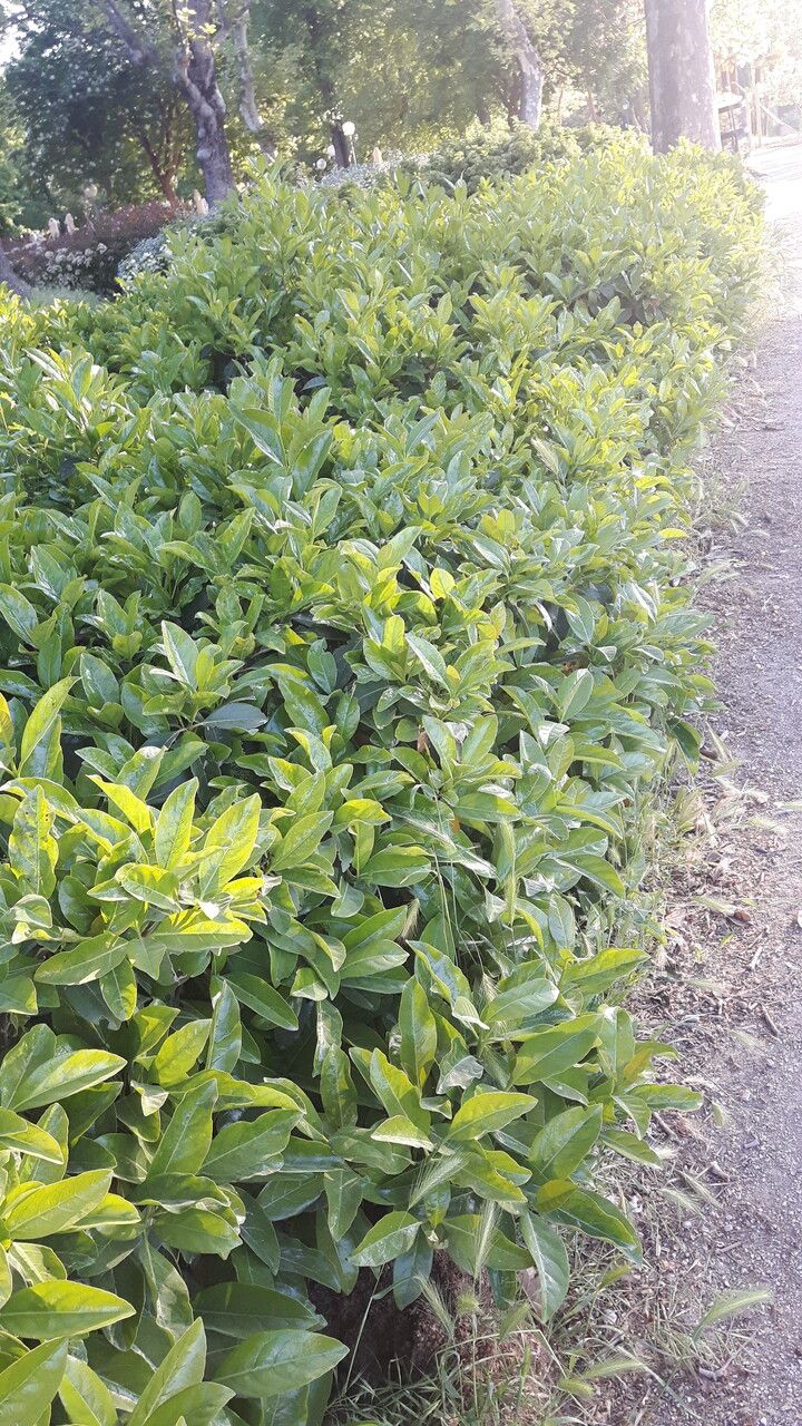 Fagraea ceilanica habit