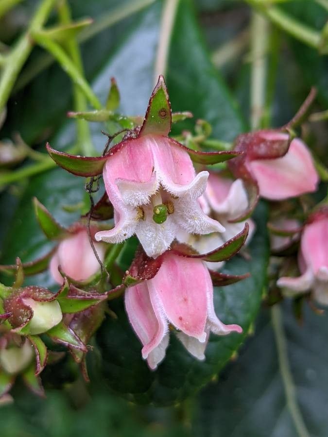 Forgesia racemosa flower