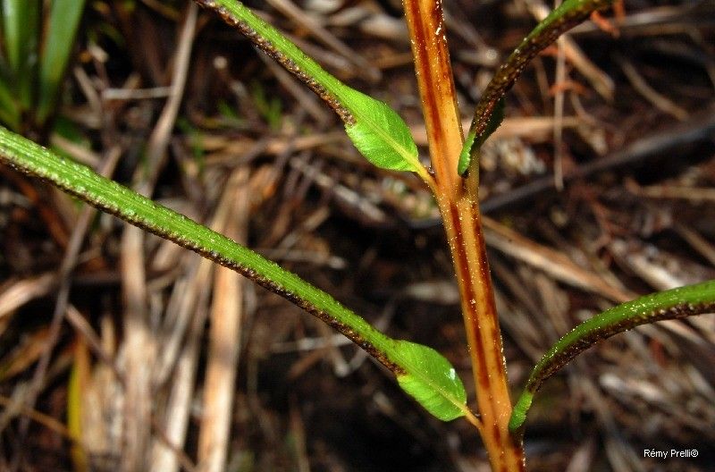 Blechnum confusum bark
