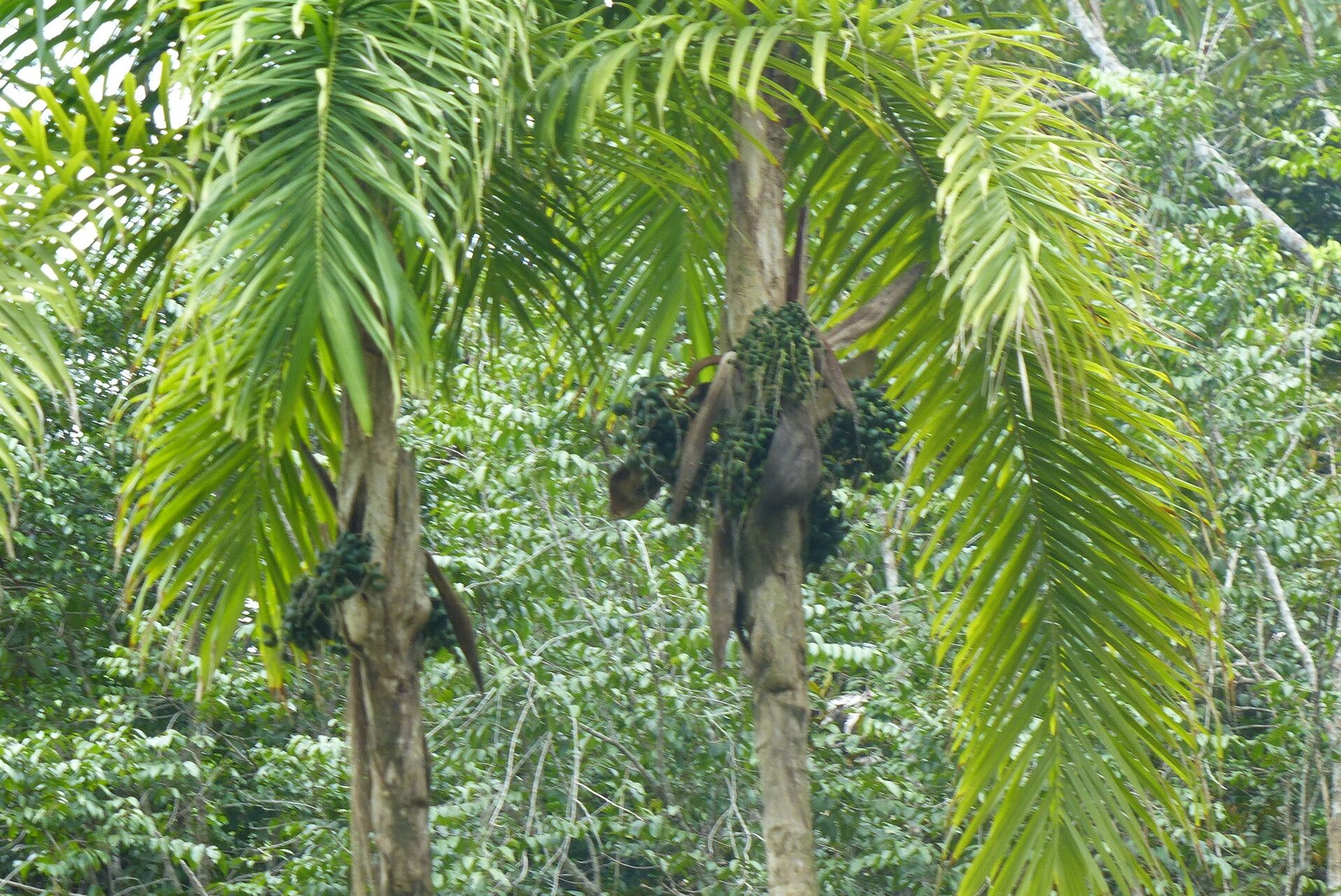 Syagrus stratincola fruit