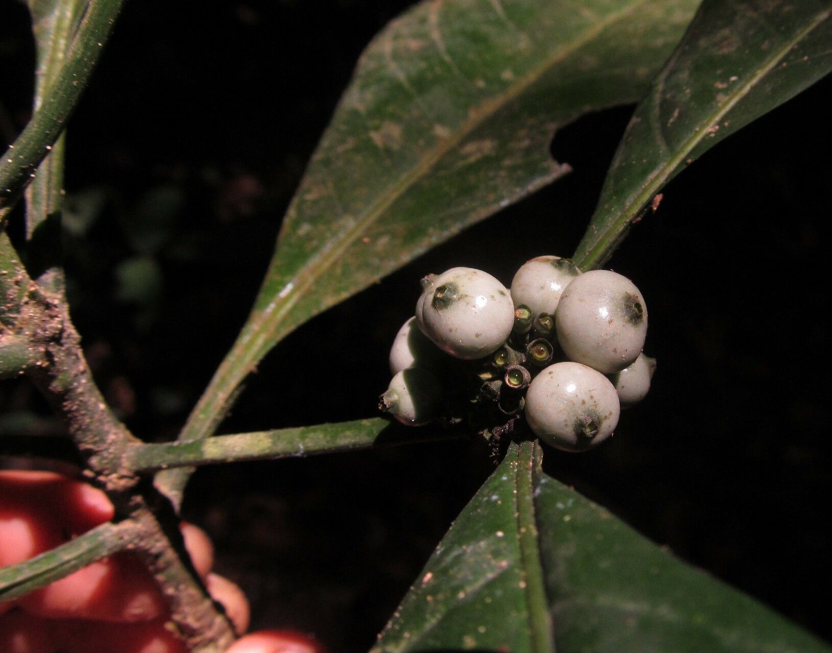 Pavetta camerounensis fruit