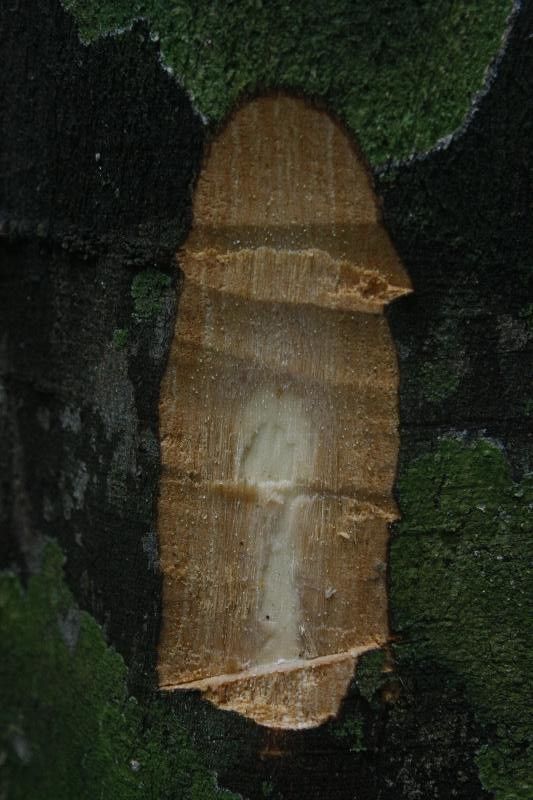 Thyrsodium guianense other