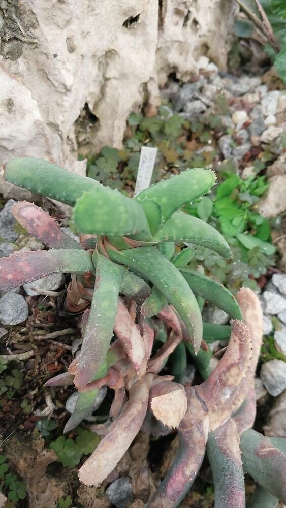 Gasteria rawlinsonii — houseplant care guide