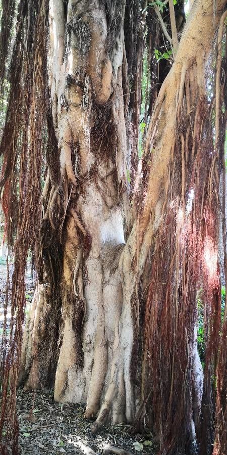 Ficus stuhlmannii bark