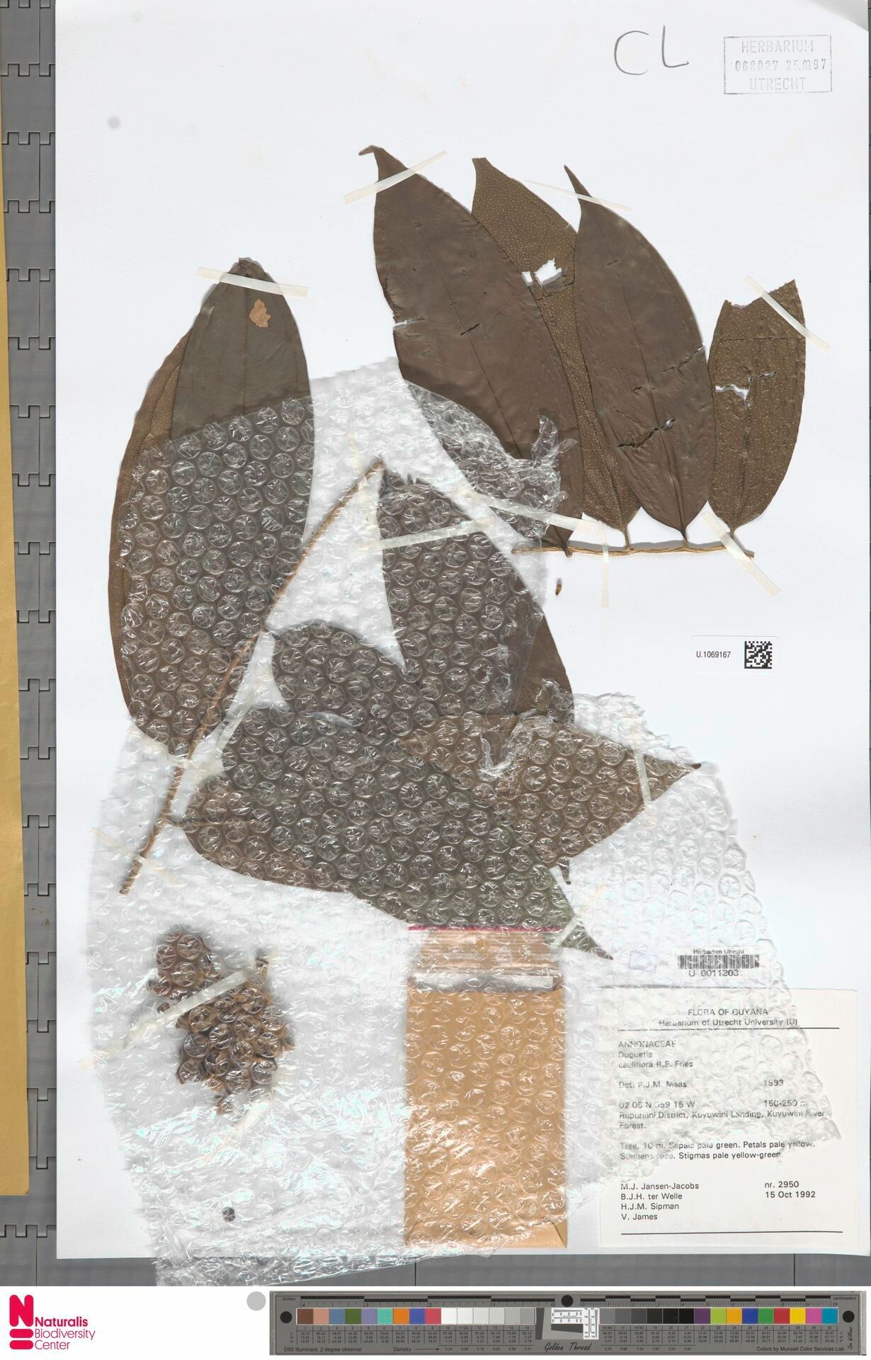 Duguetia cauliflora fruit