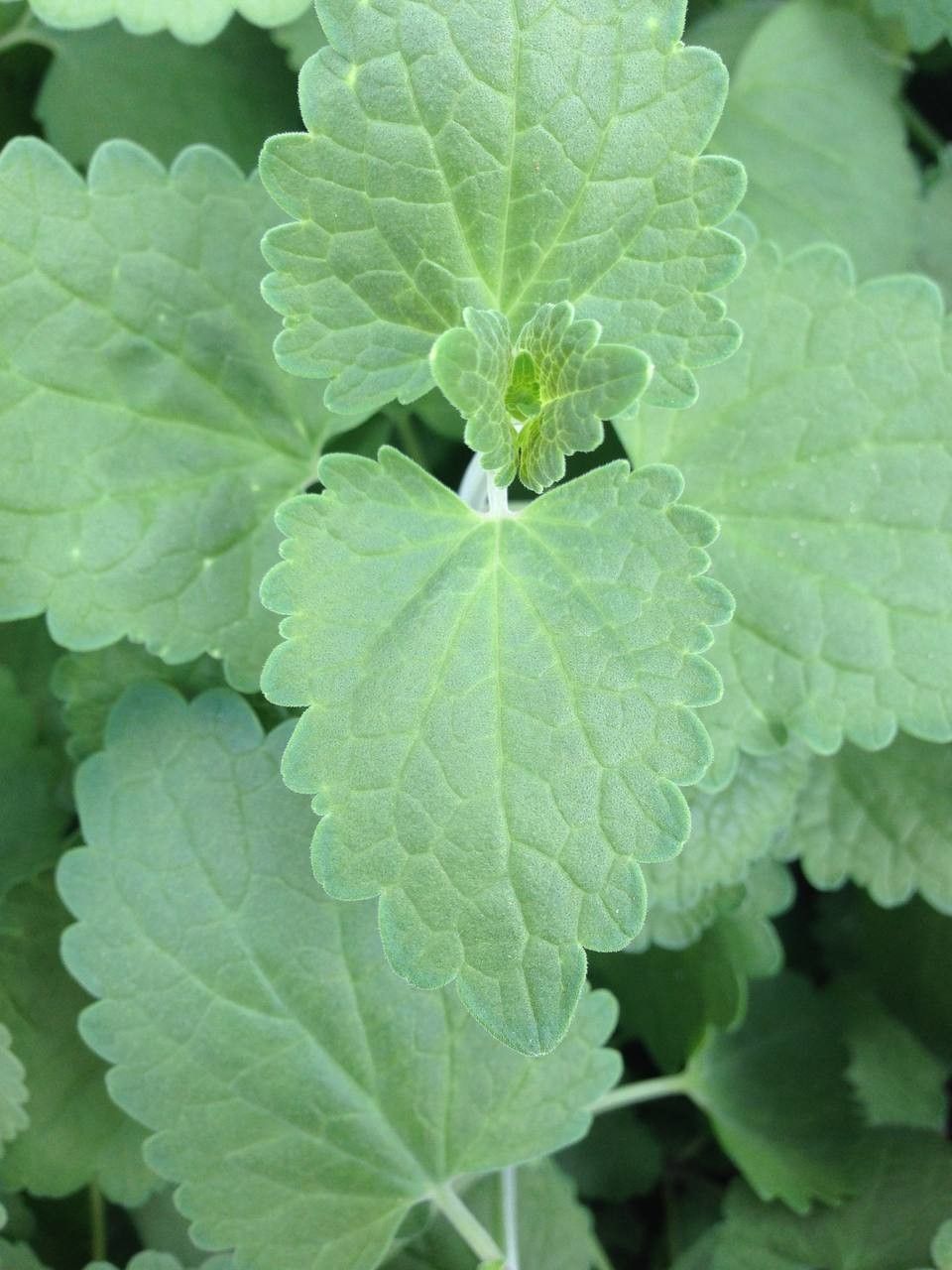 Agastache mexicana leaf
