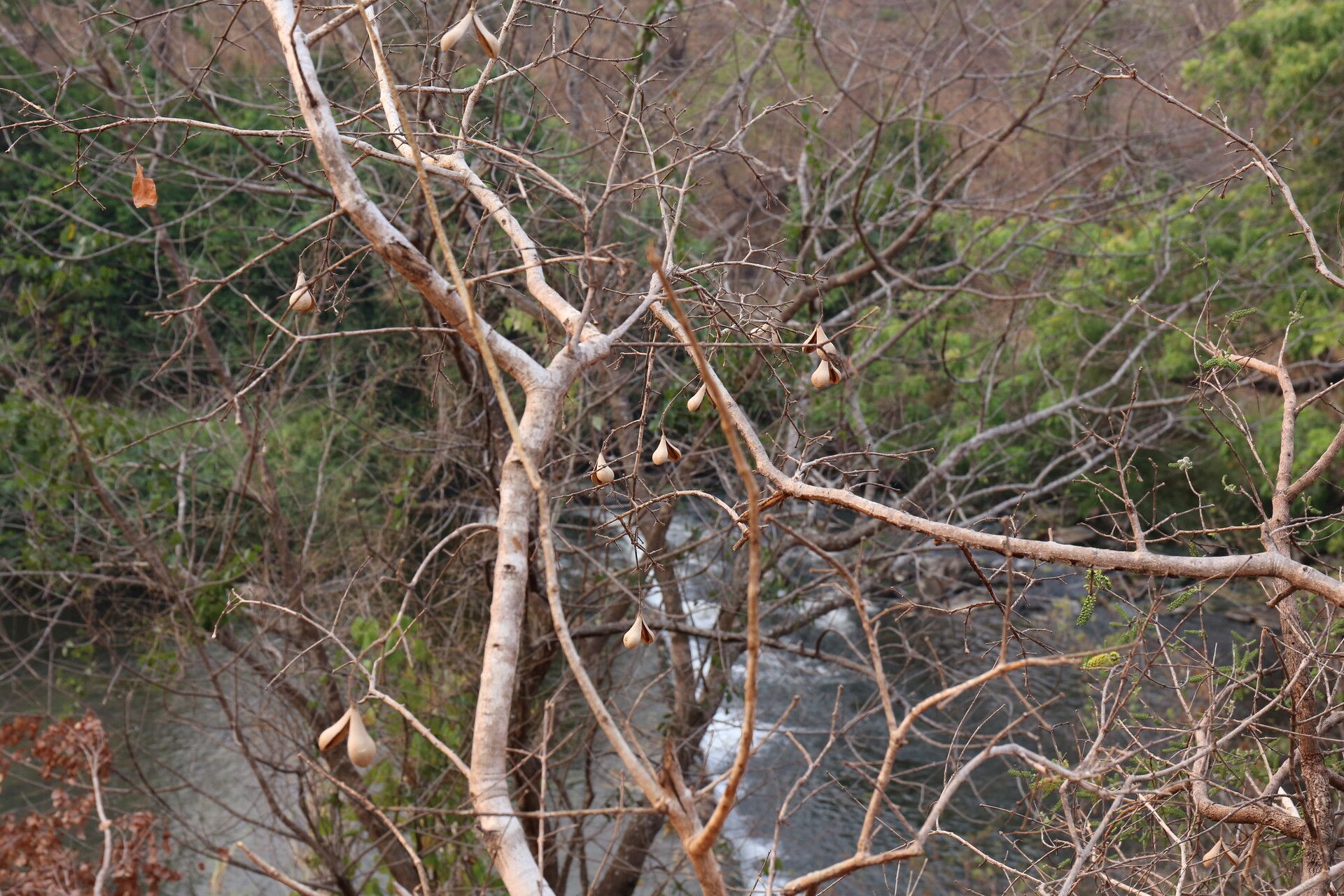 Schrebera trichoclada habit