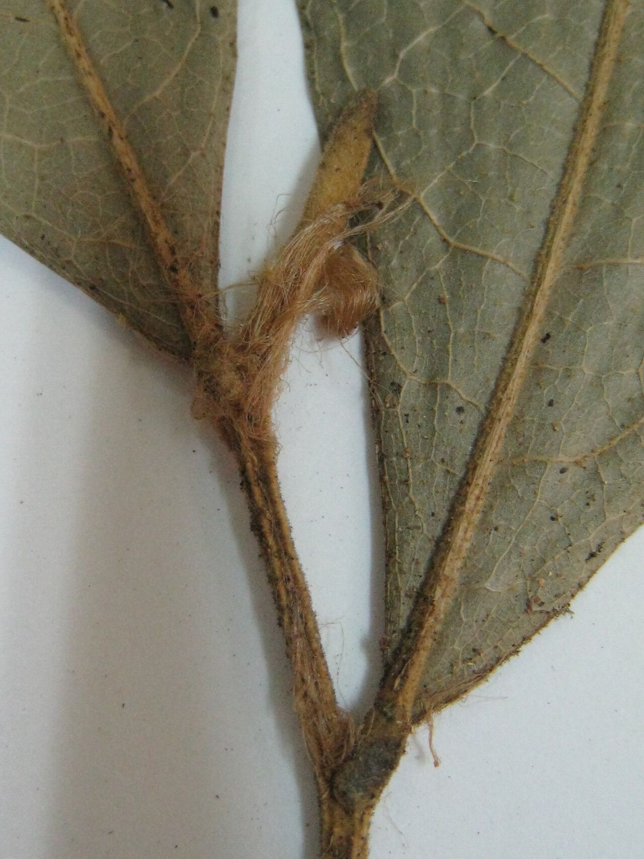 Duguetia pycnastera other