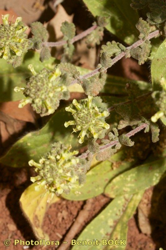 Teucrium luteum other