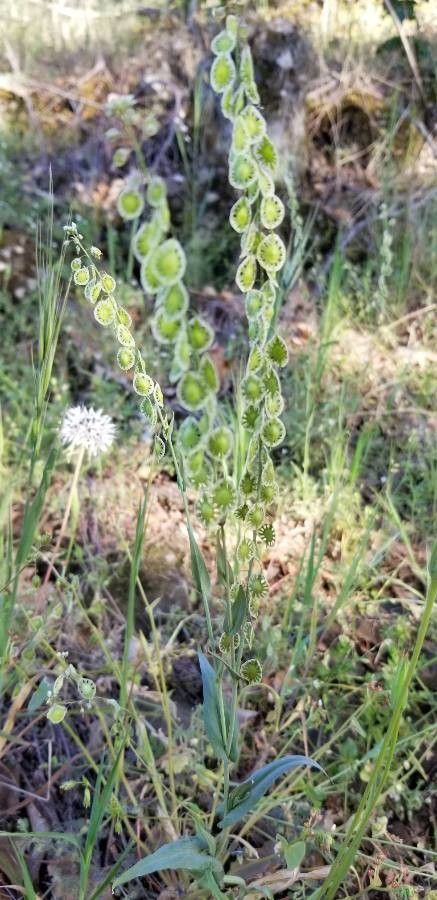 Thysanocarpus curvipes — houseplant care guide