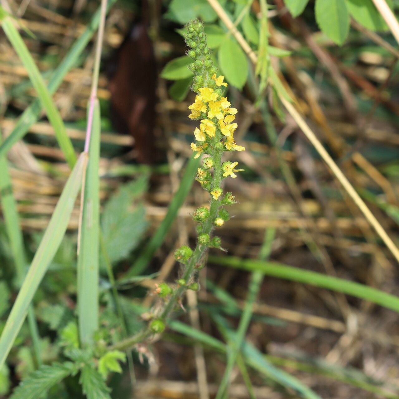 Agrimonia striata flower