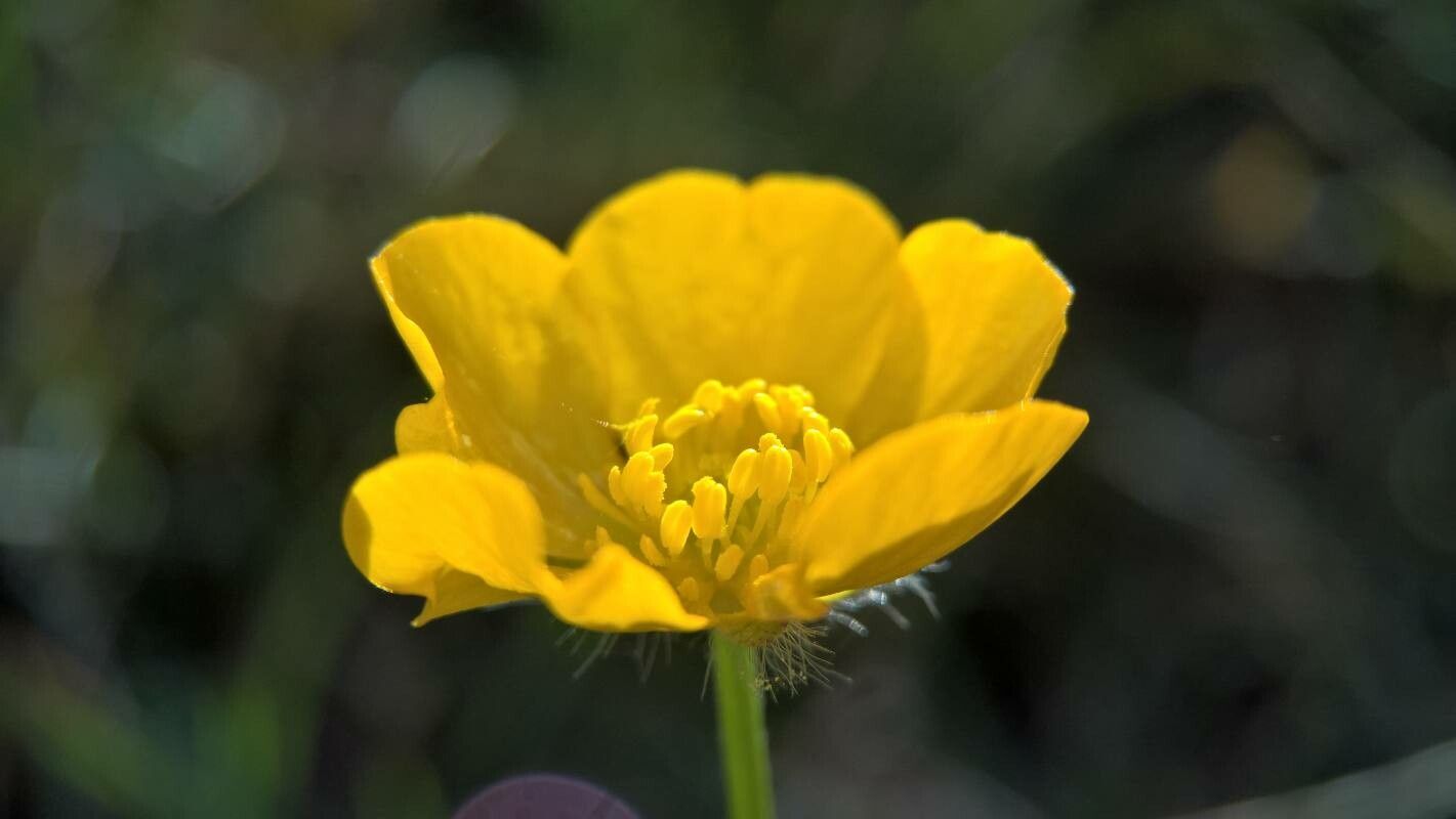 Ranunculus tuberosus flower