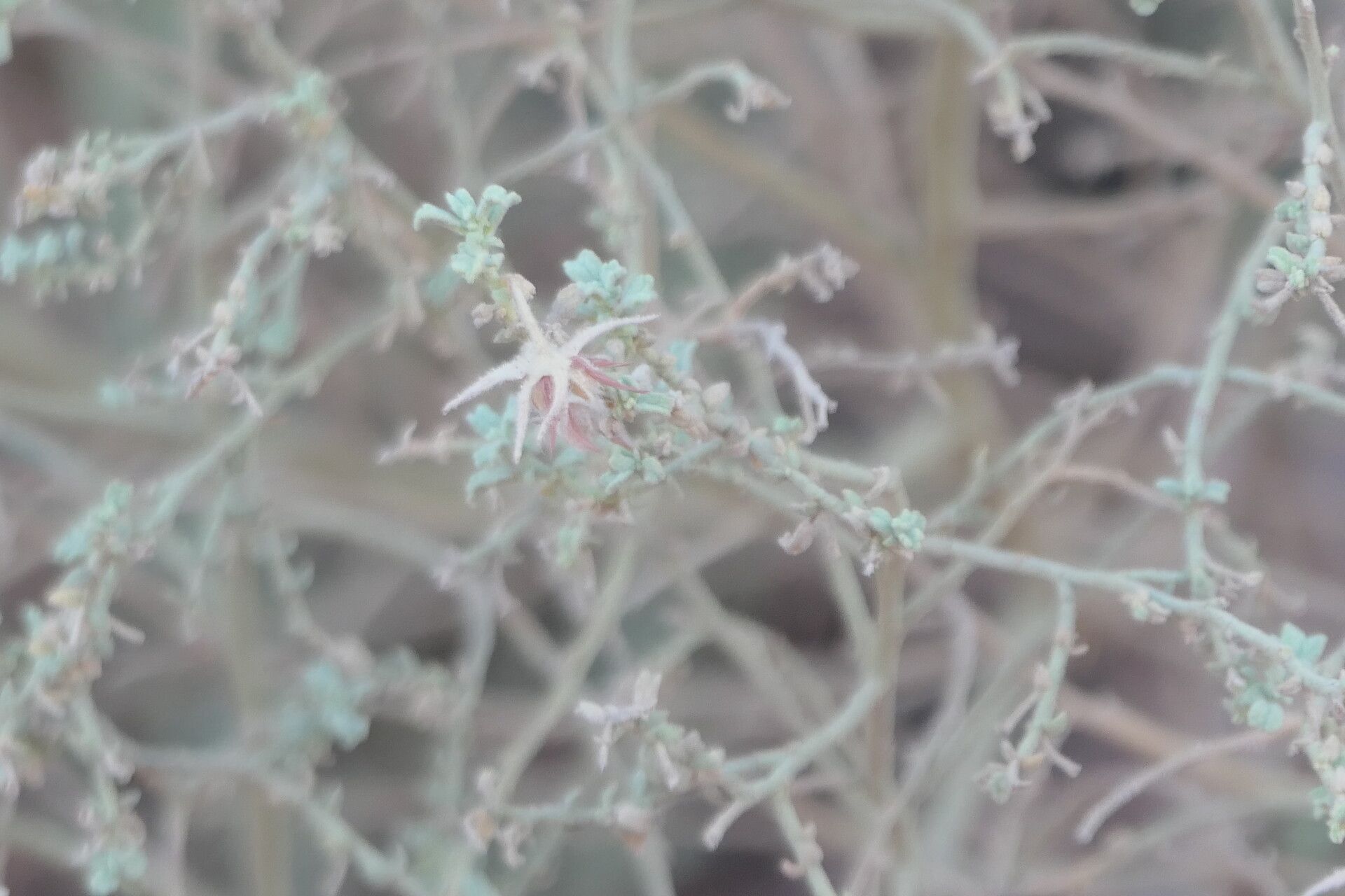 Hermannia minimifolia flower