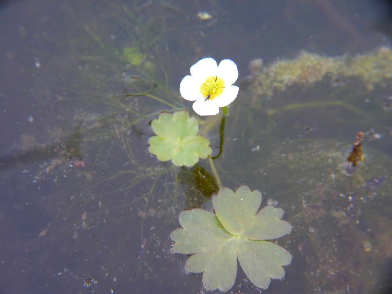 Ranunculus peltatus — search result for 'Perennial or annual'