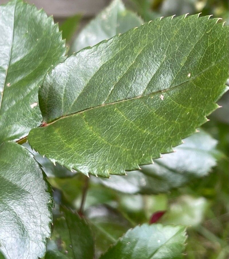 Rosa × odorata — search result for 'Rosa'