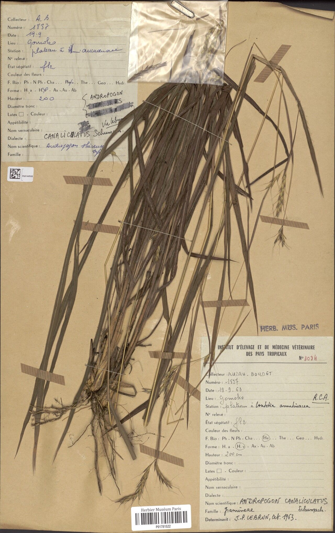 Andropogon canaliculatus — search result for 'Andropogon'