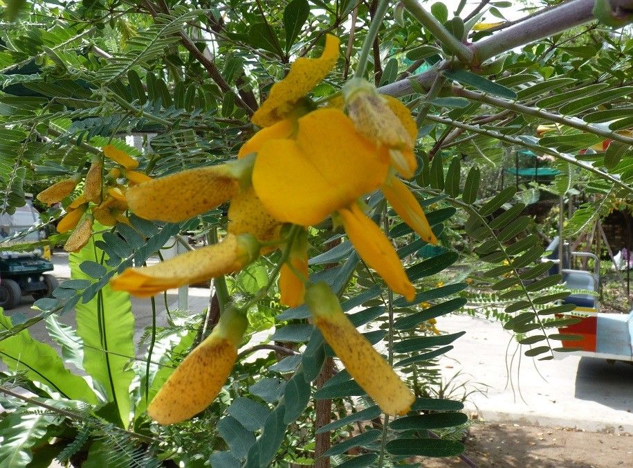 Sesbania sesban flower