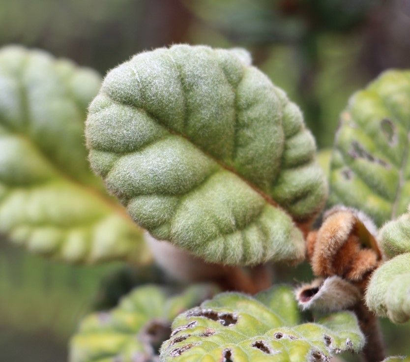 Cunonia bullata leaf