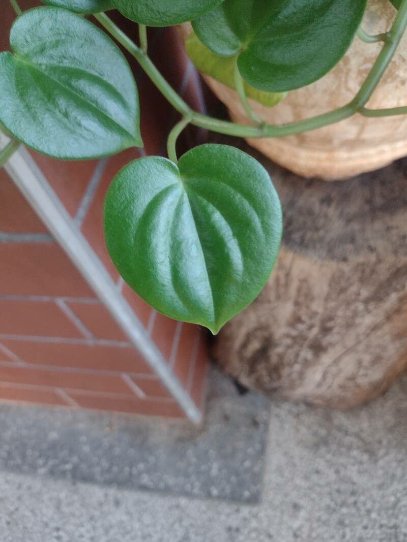 Peperomia flexinervia — houseplant care guide