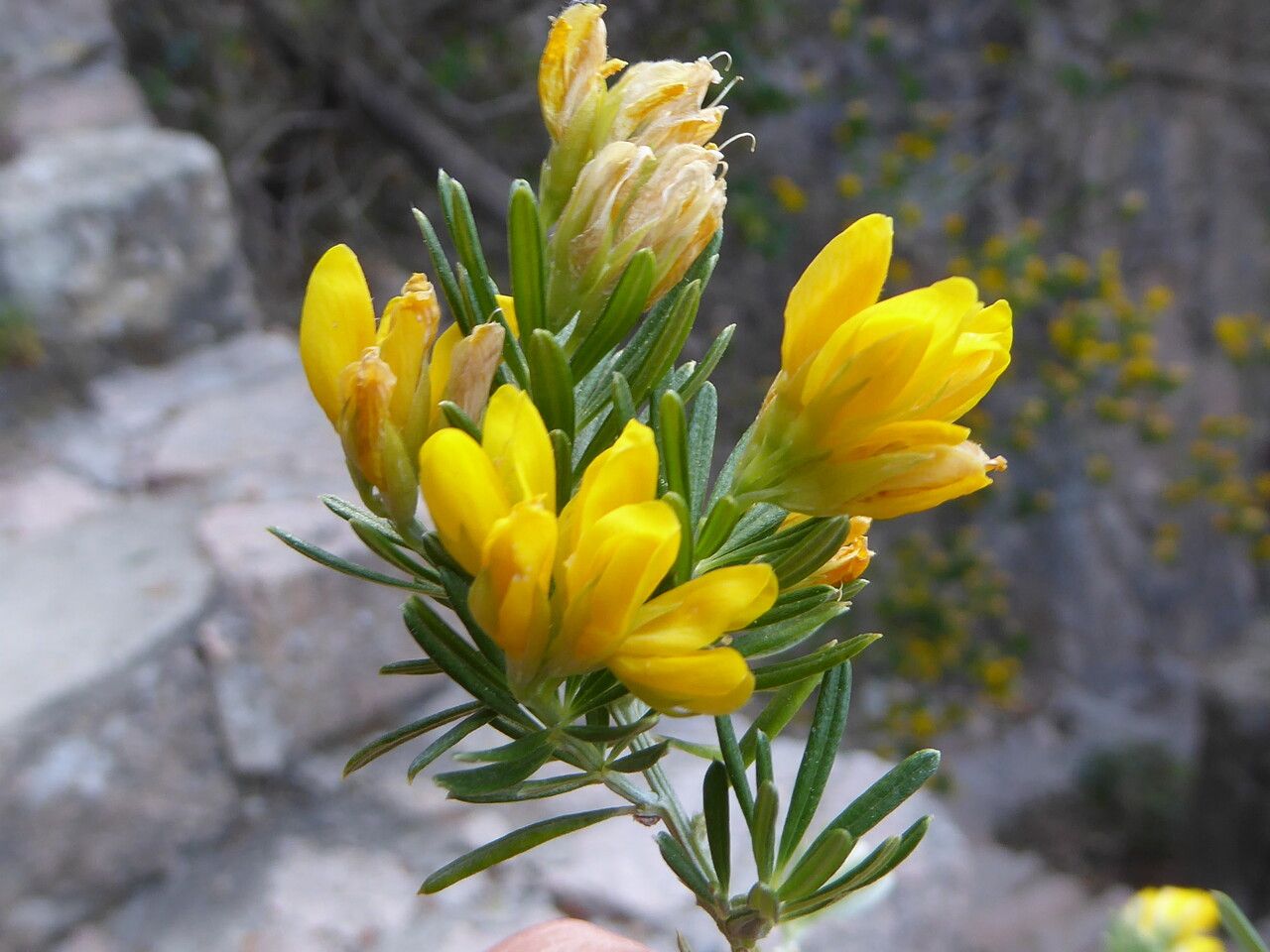 Genista linifolia flower