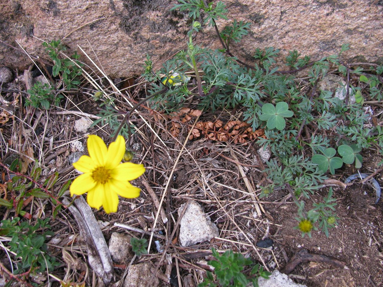 Bidens andicola habit