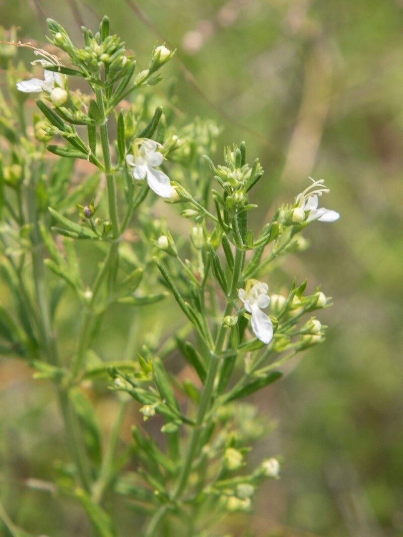 Teucrium trifidum — search result for 'Teucrium'