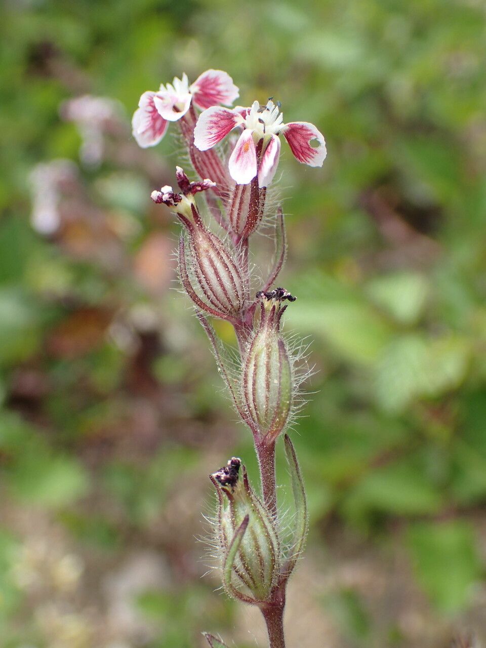 Silene gallica fruit