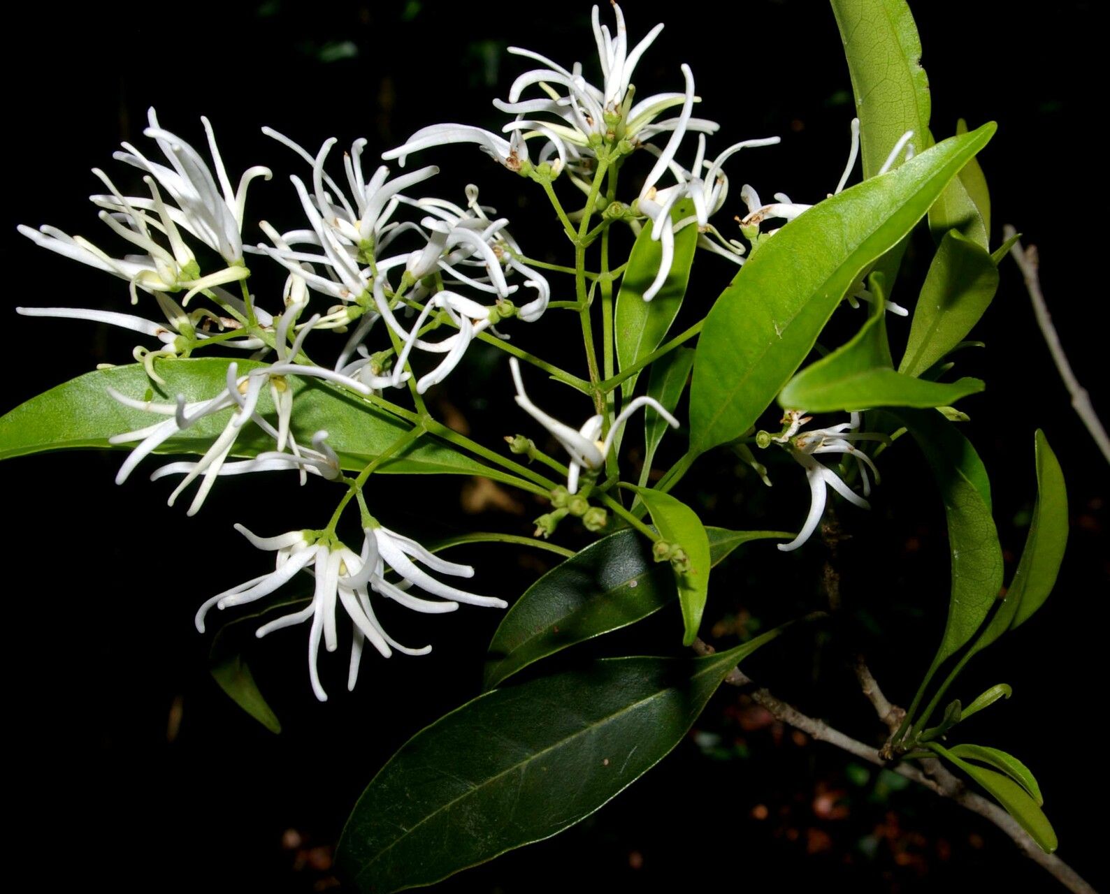 Chionanthus oblanceolatus flower