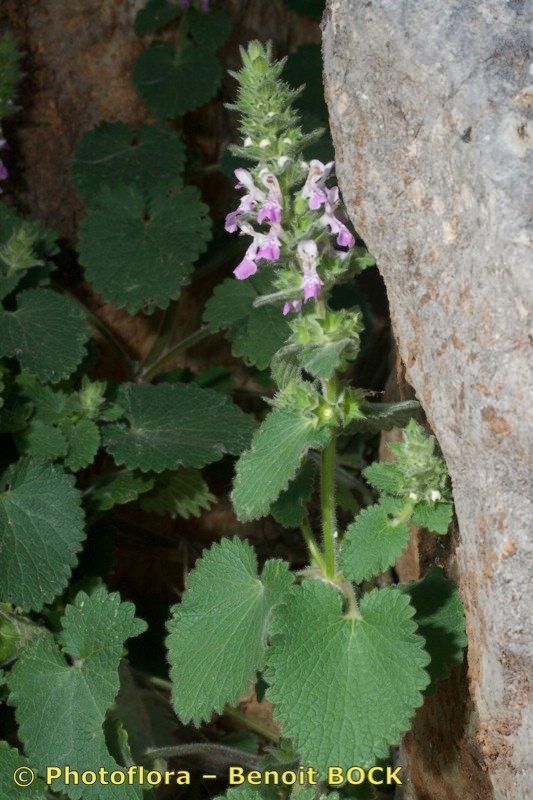Stachys circinata other