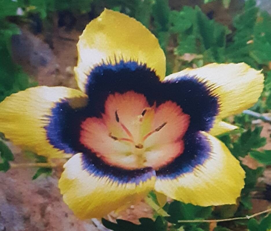 Turnera oculata — houseplant care guide