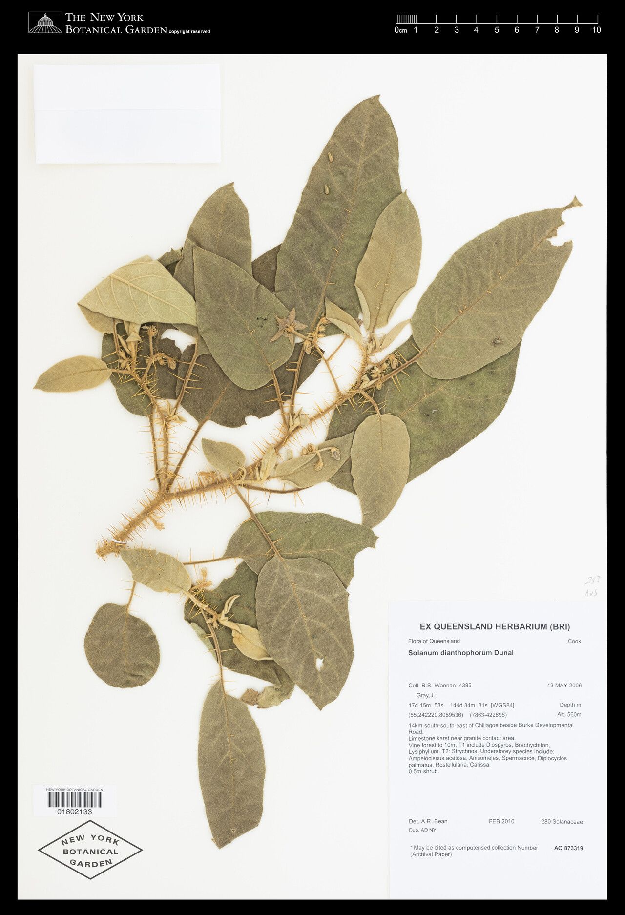 Solanum dianthophorum — houseplant care guide