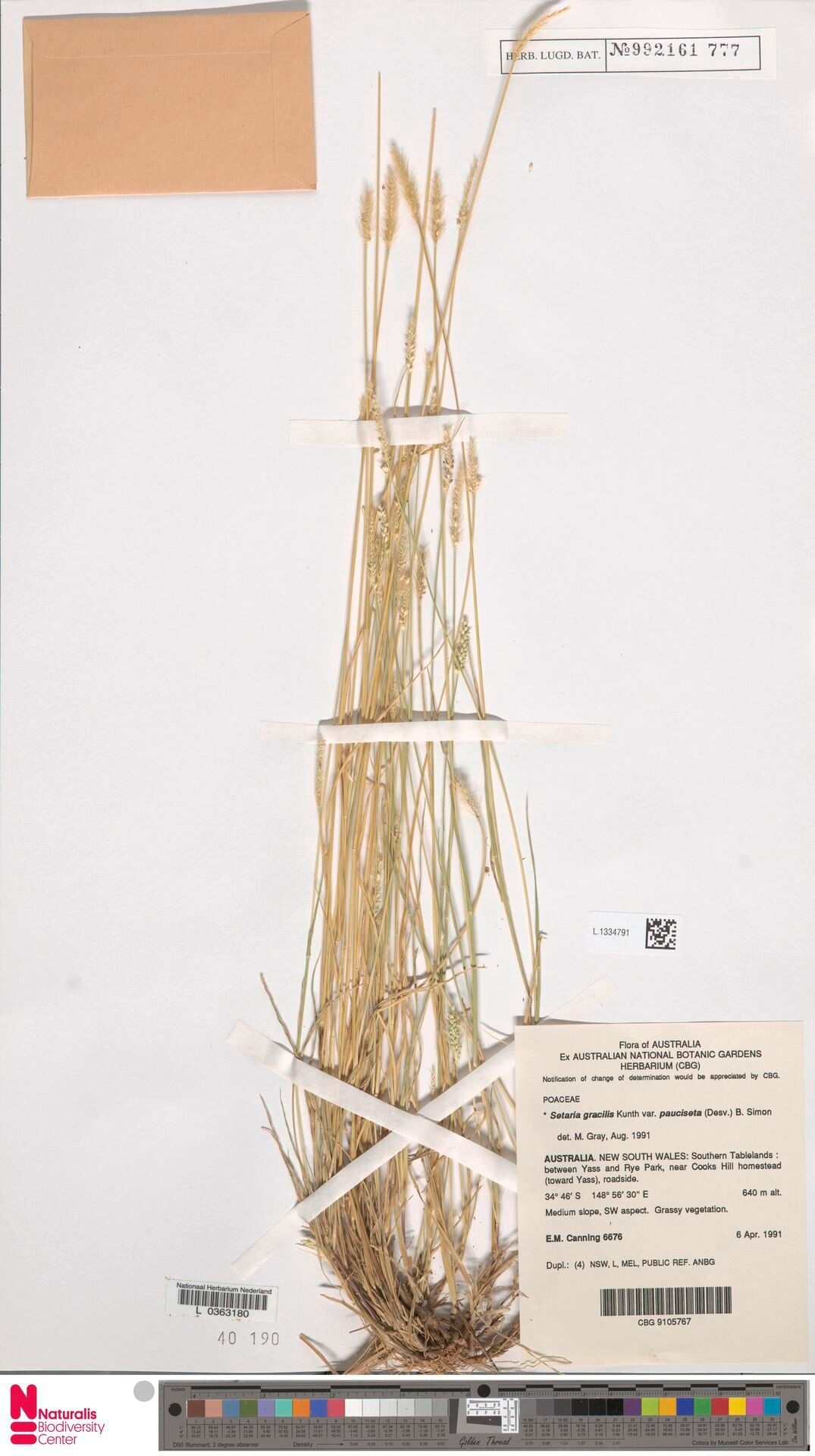Setaria brownii habit