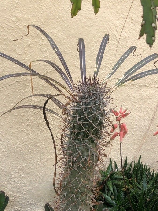 Pachypodium geayi — search result for 'Pachypodium'