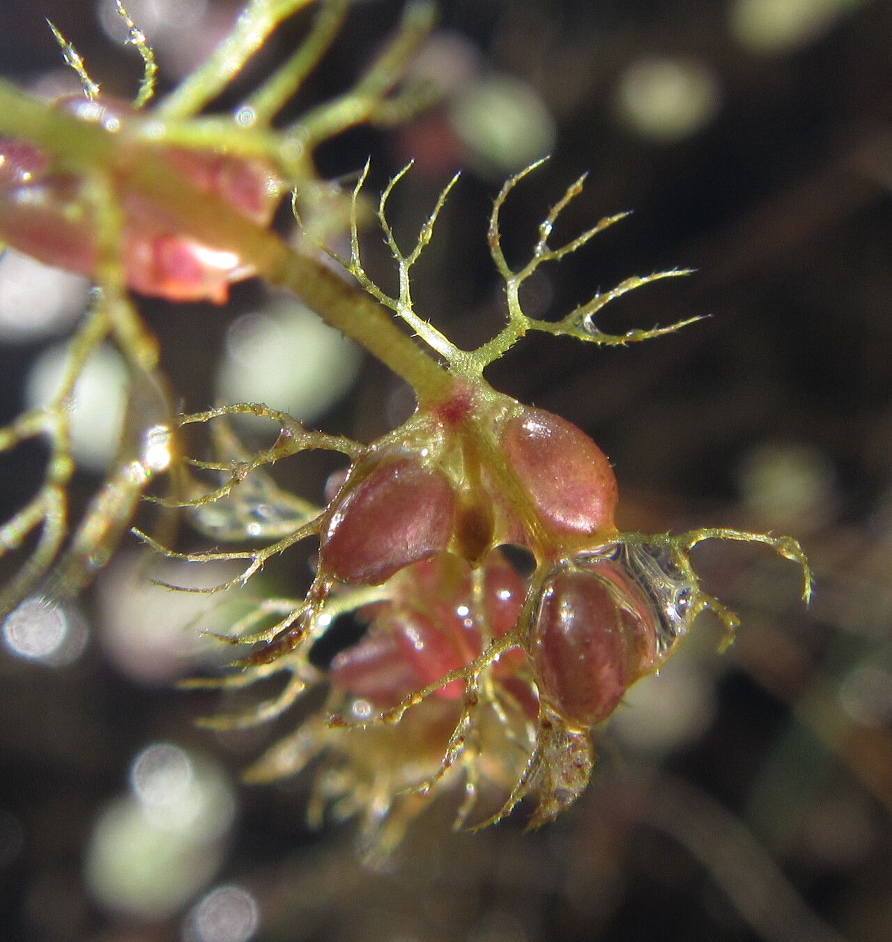 Utricularia reflexa fruit
