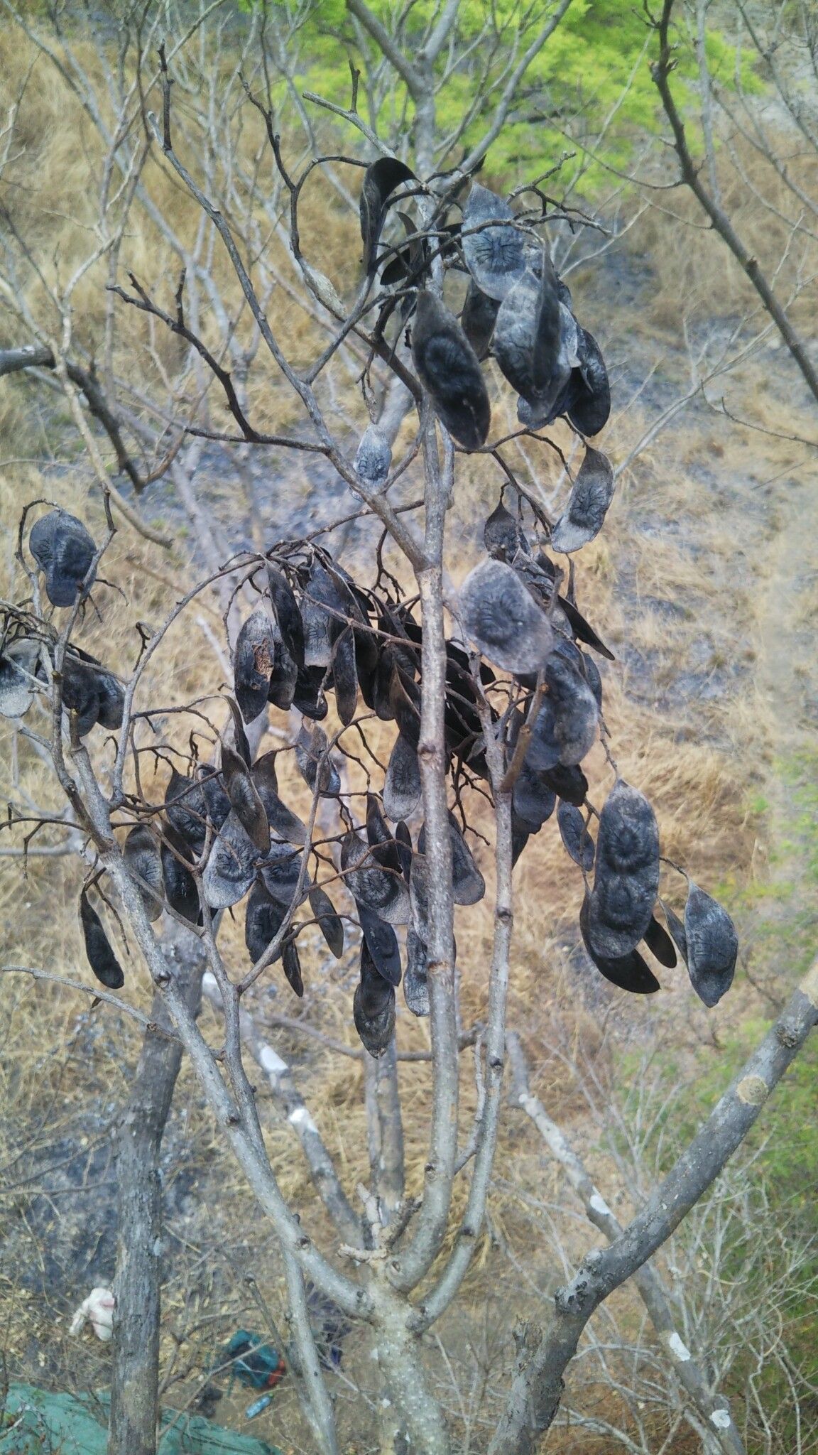 Dalbergia purpurascens — houseplant care guide