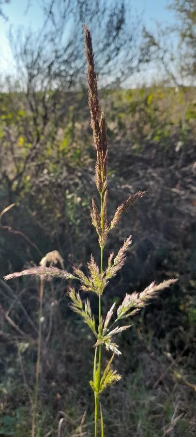 Calamagrostis viridiflavescens fruit