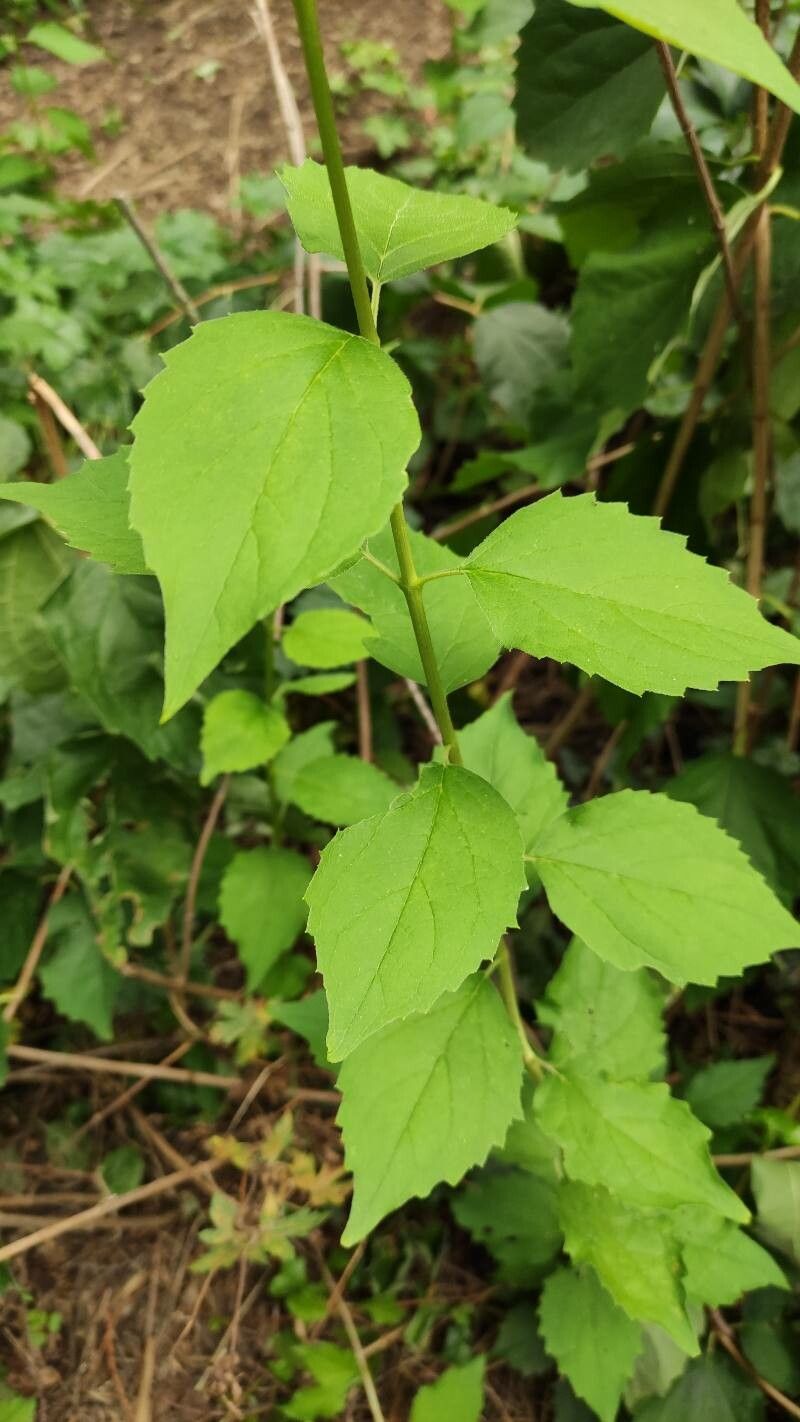 Philadelphus gordonianus — houseplant care guide
