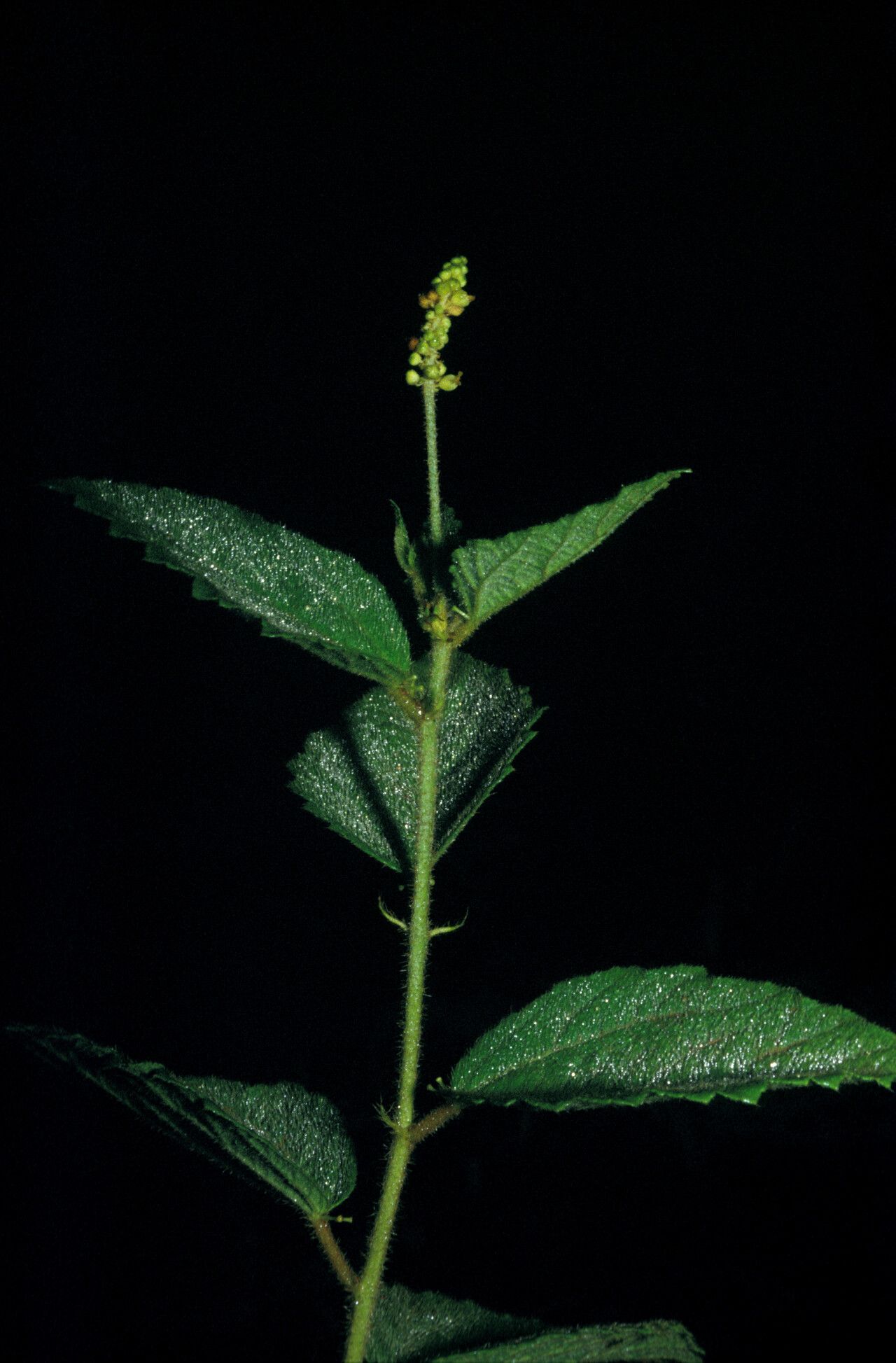 Croton sipaliwinensis other